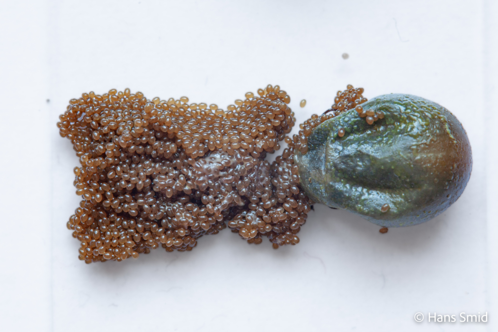 Ixodus ricinus sheeptick fully engorged with eggs white background 001