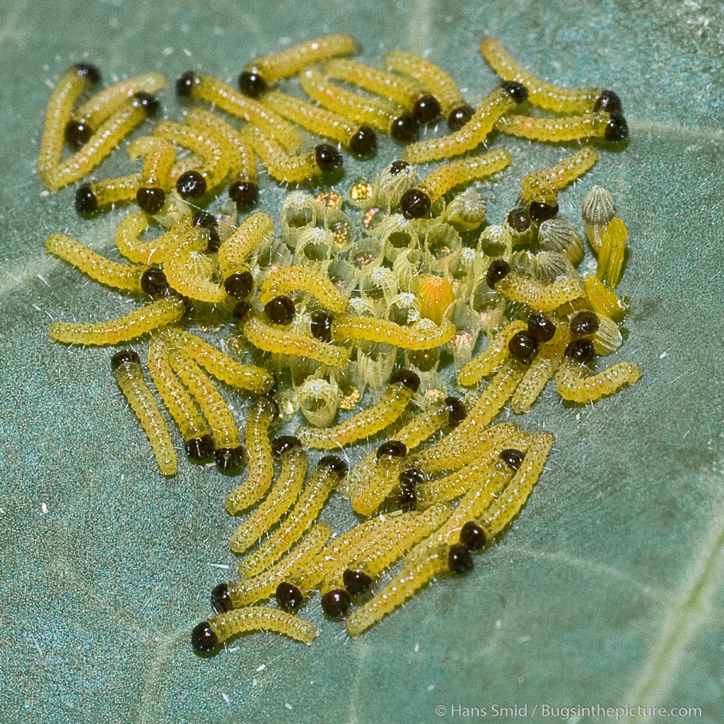 Pieris brassicae 00002 2