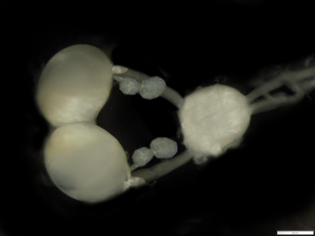 Pieris brassicae caterpillar brain with retrocerebral glands composition dorsal view