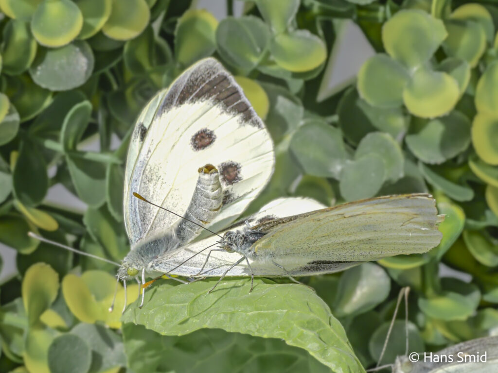 Pieris brassicae mating refusal posture. The female on the left exposes her abdomen with previously received spermatophore to show she is not willing to mate