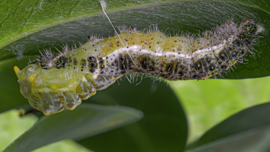 Pieris brassicae moult L5 pupa