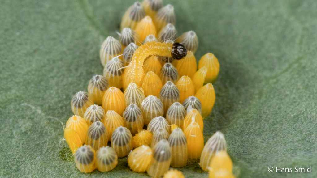 Pieris brassicae Large cabbage white butterfly Eggs hatching L1 caterpillars emerging 002