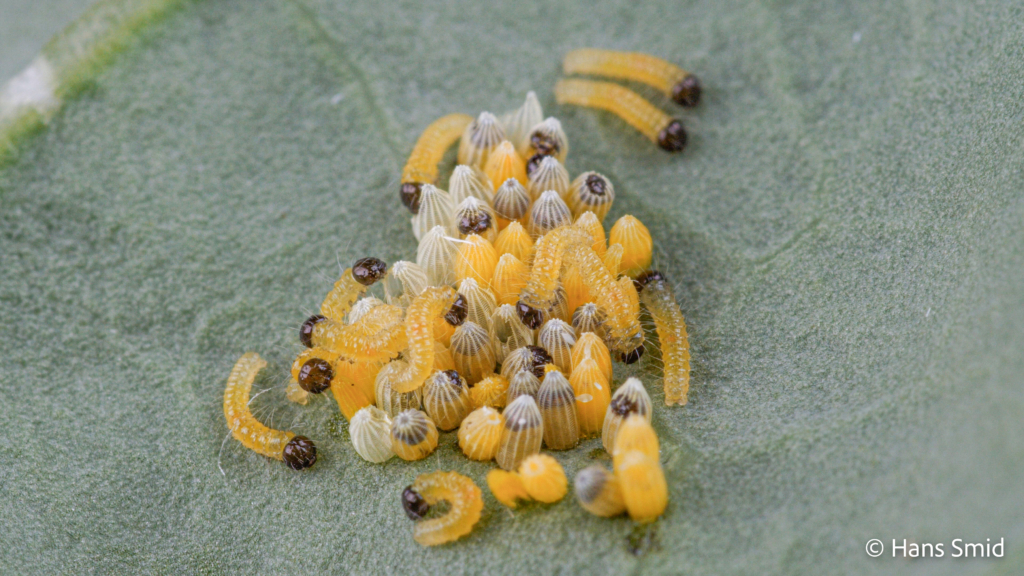 Pieris brassicae Large cabbage white butterfly Eggs hatching L1 caterpillars emerging 003