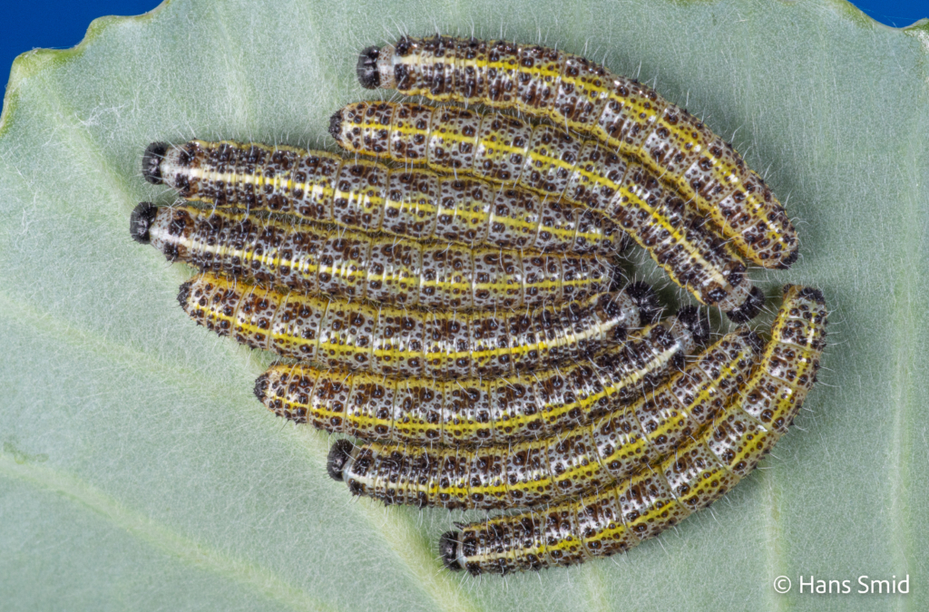 Pieris brassicae Large cabbage white butterfly L4 caterpillars premoulting to L5 001
