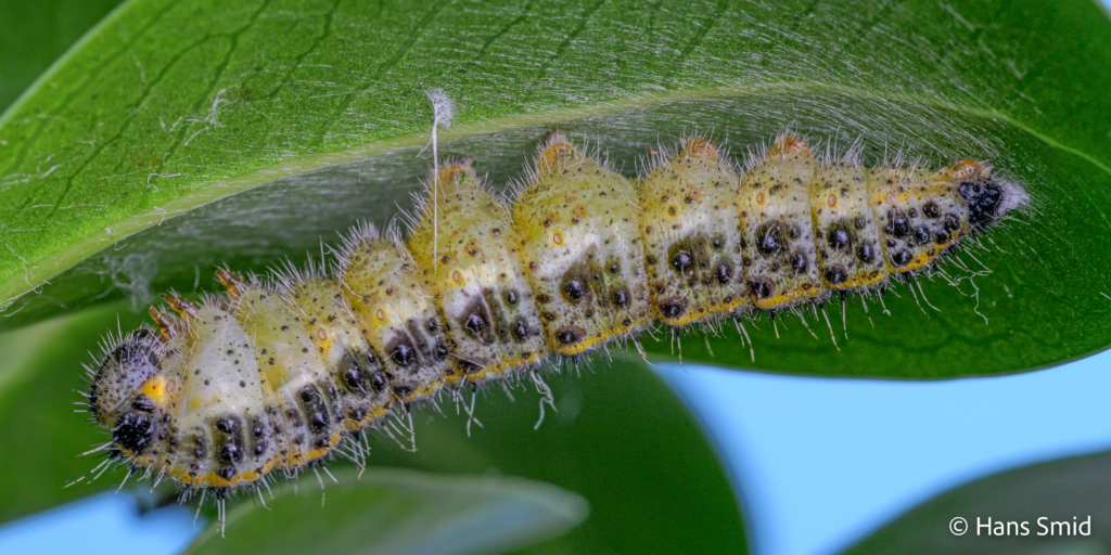 Pieris brassicae Large cabbage white butterfly L5 caterpillar before pupation 003