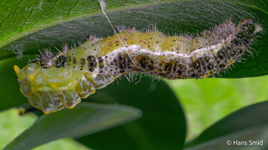 Pieris brassicae Large cabbage white butterfly L5 caterpillar pupation 001