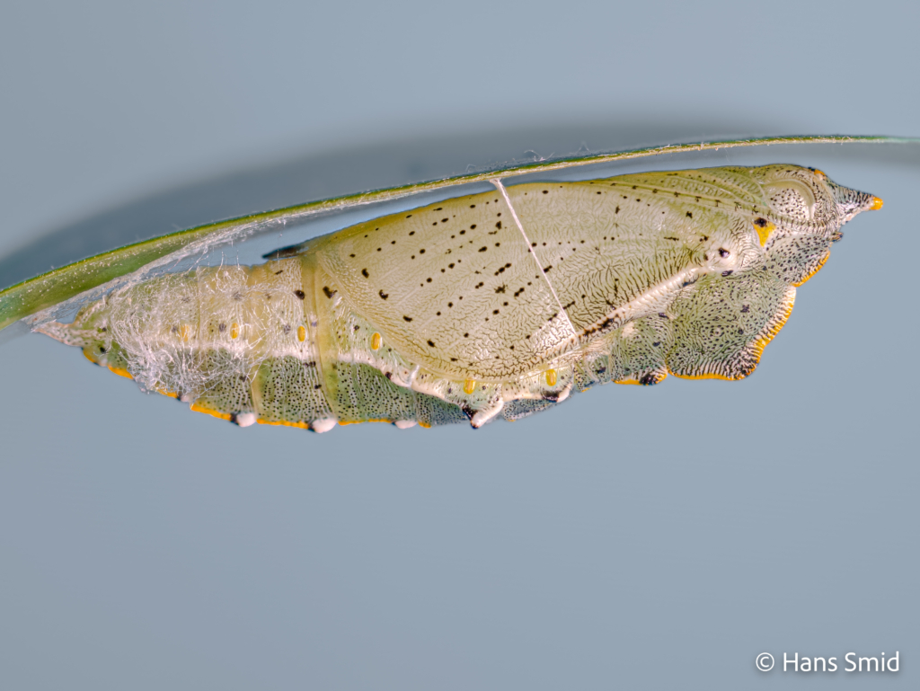 Pieris brassicae Large cabbage white butterfly Pupa 001