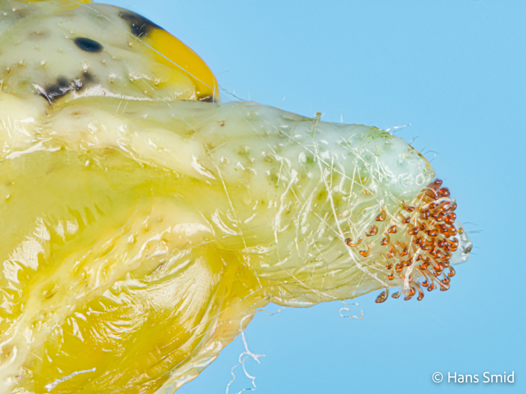 Pieris brassicae Large cabbage white butterfly caterpillar Cremaster focusstack 001