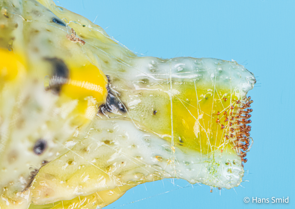 Pieris brassicae Large cabbage white butterfly caterpillar Cremaster focusstack 002