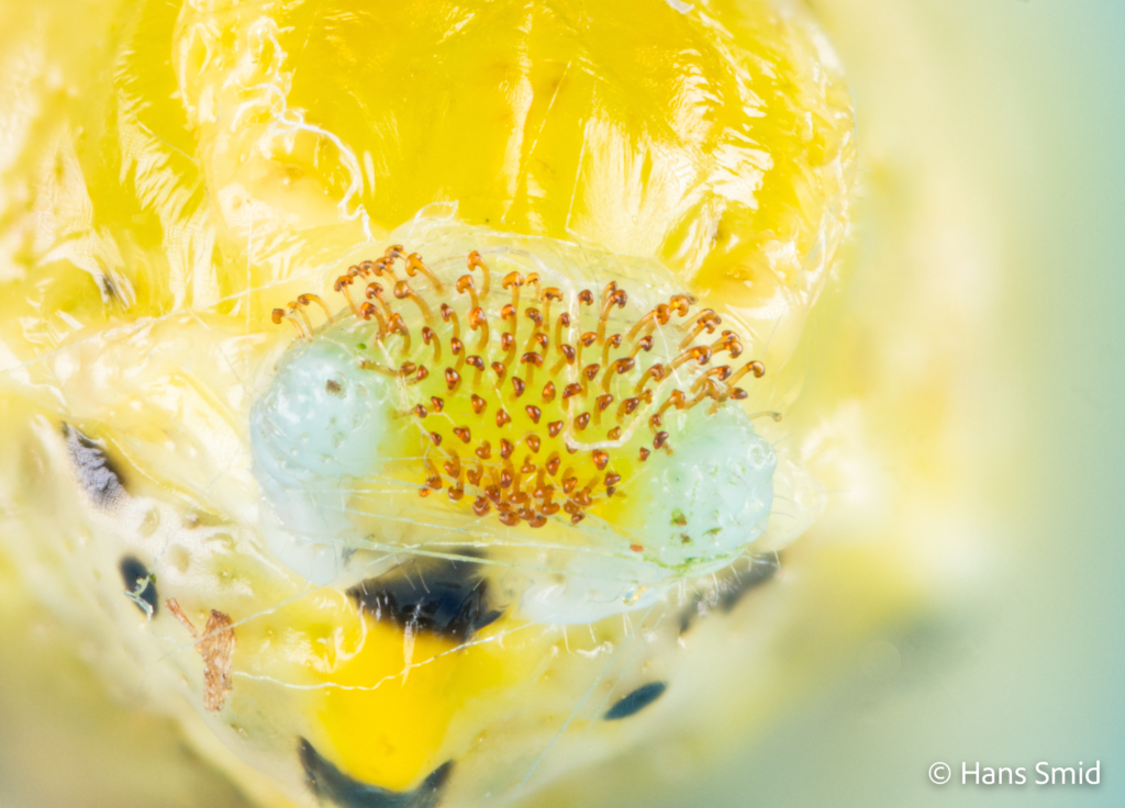 Pieris brassicae Large cabbage white butterfly caterpillar Cremaster focusstack 003