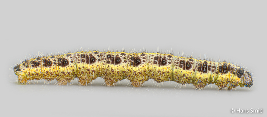 Pieris brassicae Large cabbage white butterfly caterpillar L5 005