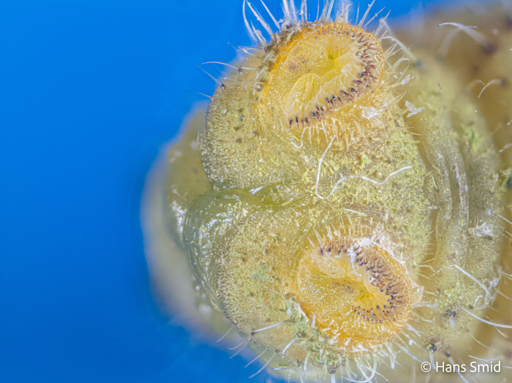 Pieris brassicae Large cabbage white butterfly caterpillar L5 Clasper 5th proleg hooklets focusstack 001