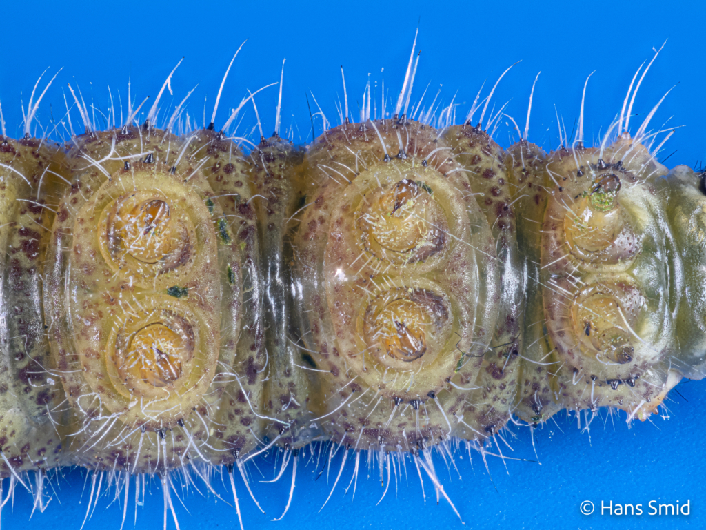 Pieris brassicae Large cabbage white butterfly caterpillar L5 True legs focusstack 001