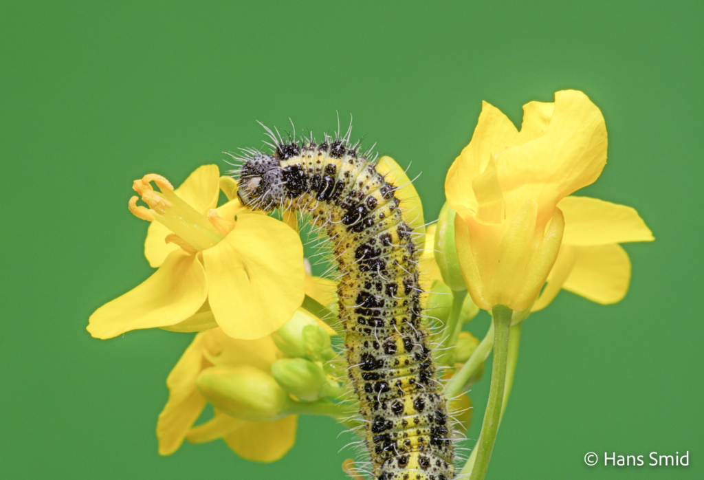 Pieris brassicae Large cabbage white butterfly caterpillar L5 feedingon black mustard flowers 001