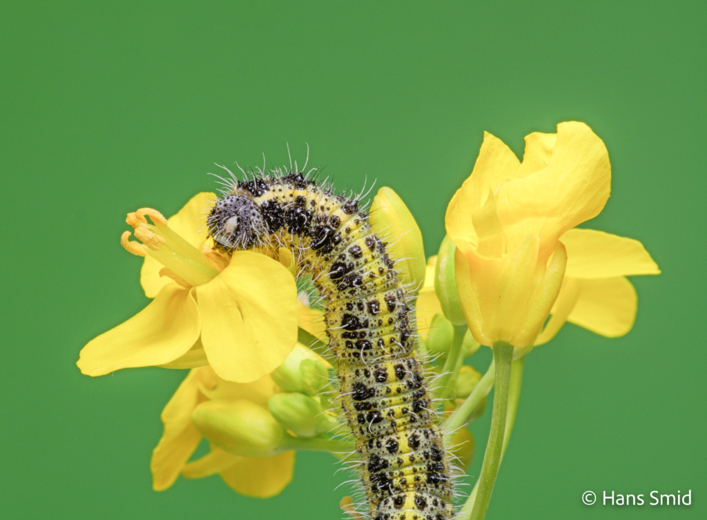 Pieris brassicae Large cabbage white butterfly caterpillar L5 feedingon black mustard flowers 002