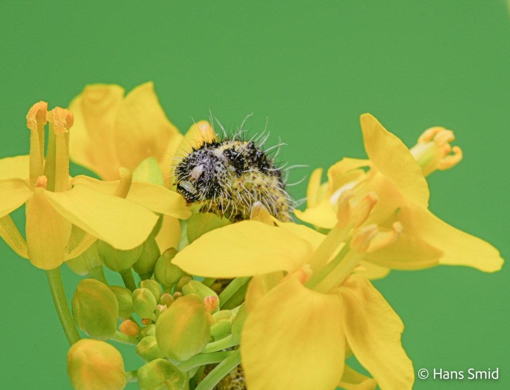 Pieris brassicae Large cabbage white butterfly caterpillar L5 feedingon black mustard flowers 003