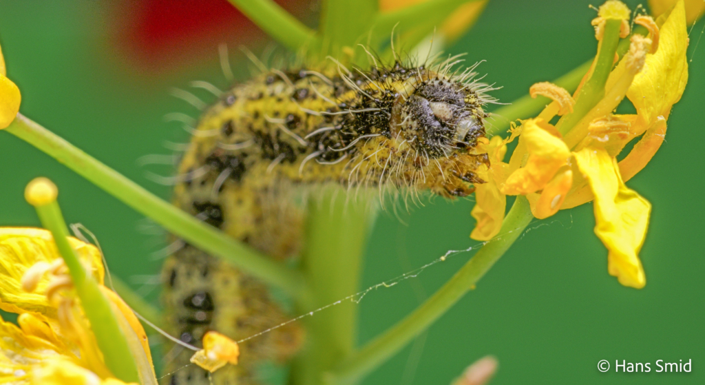 Pieris brassicae Large cabbage white butterfly caterpillar L5 feedingon black mustard flowers 004
