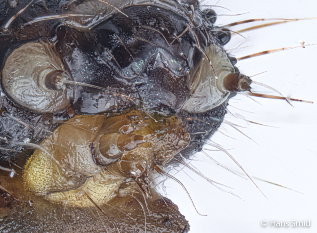 Pieris brassicae Large cabbage white butterfly caterpillar antenna spinneret palps detail L5 001