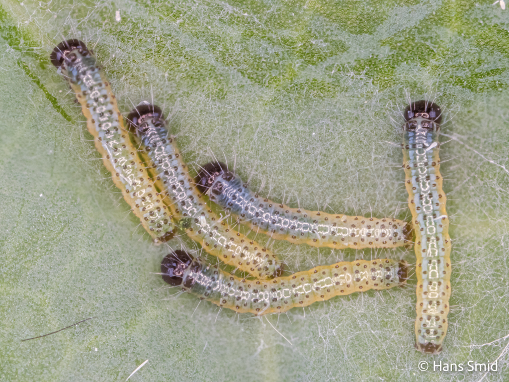 Pieris brassicae Large cabbage white butterfly caterpillar first instars 001