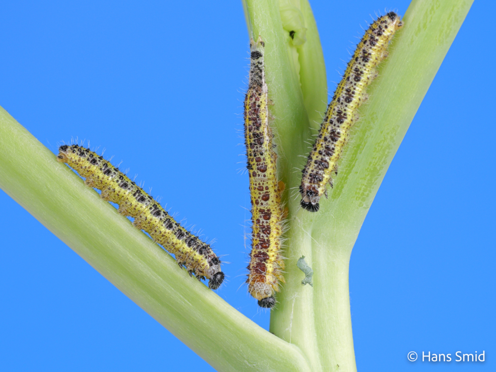 Pieris brassicae Large cabbage white butterfly caterpillars moulting L4 L5 001