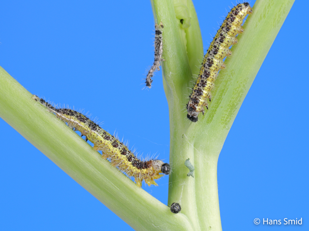 Pieris brassicae Large cabbage white butterfly caterpillars moulting L4 L5 002