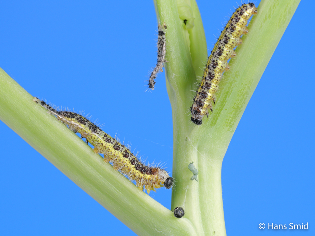 Pieris brassicae Large cabbage white butterfly caterpillars moulting L4 L5 003