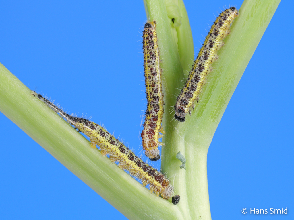 Pieris brassicae Large cabbage white butterfly caterpillars moulting L4 L5 004