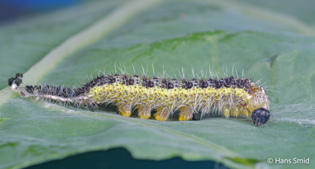 Pieris brassicae Large cabbage white butterfly caterpillars moulting L4 L5 005