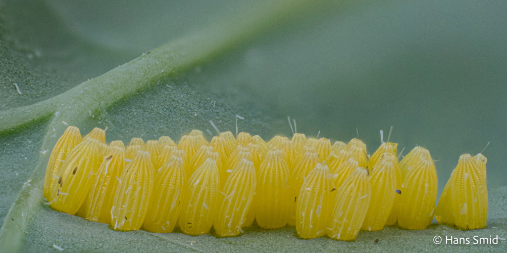 Pieris brassicae Large cabbage white butterfly eggs 002