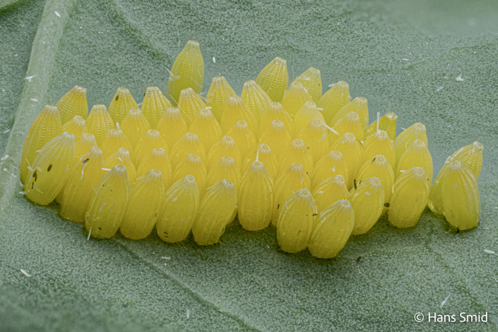 Pieris brassicae Large cabbage white butterfly eggs 003