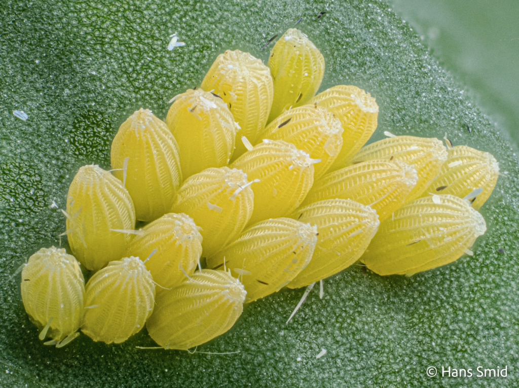 Pieris brassicae Large cabbage white butterfly eggs 004