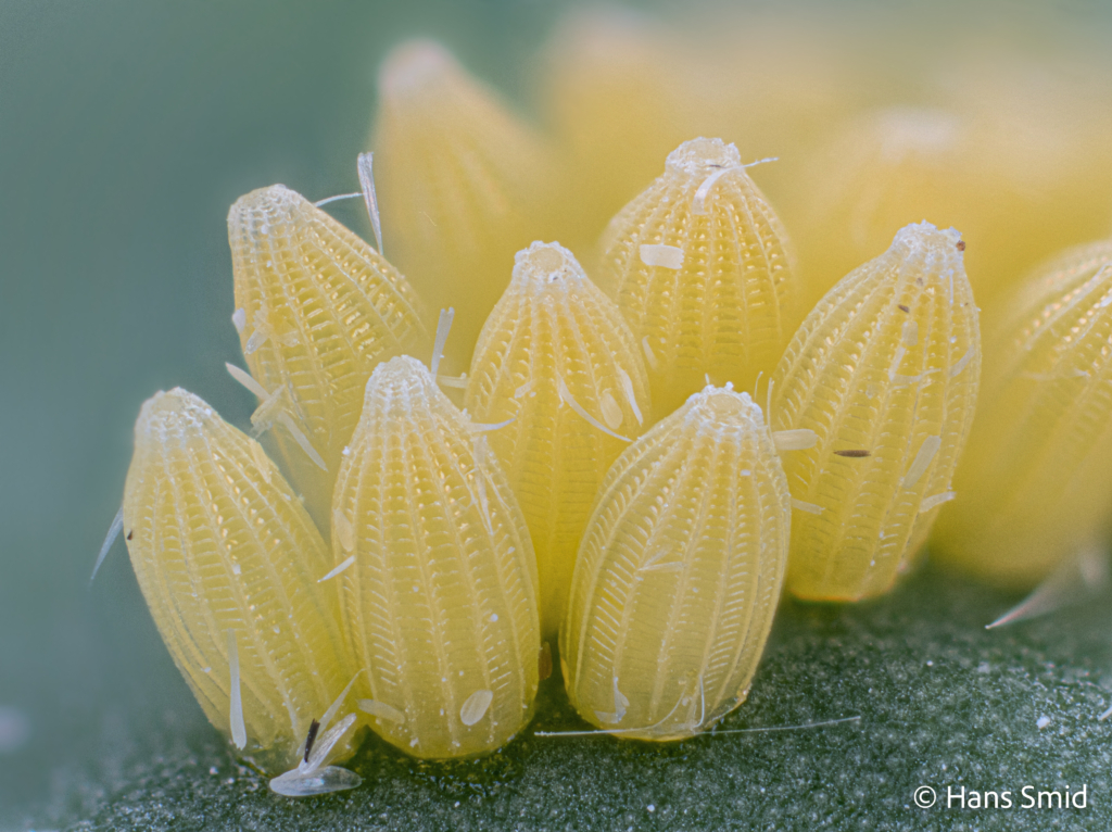Pieris brassicae Large cabbage white butterfly eggs 005