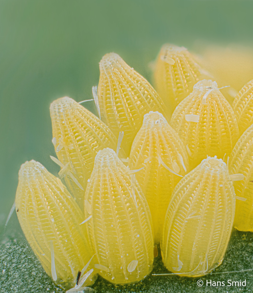 Pieris brassicae Large cabbage white butterfly eggs 006
