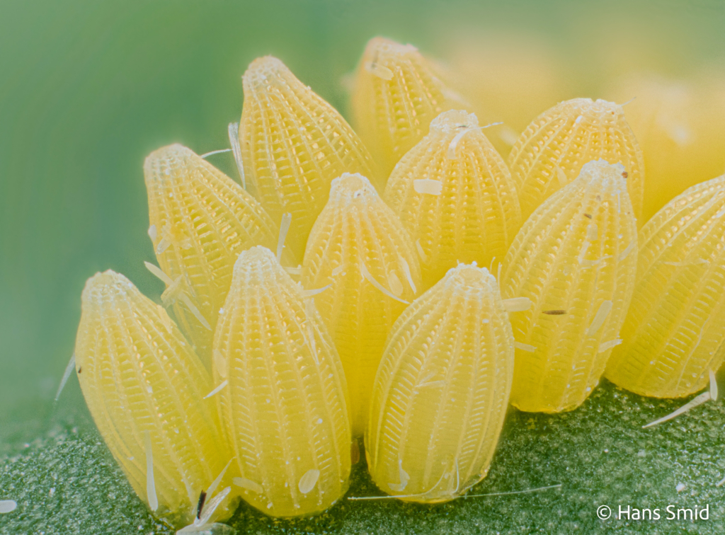 Pieris brassicae Large cabbage white butterfly eggs 007