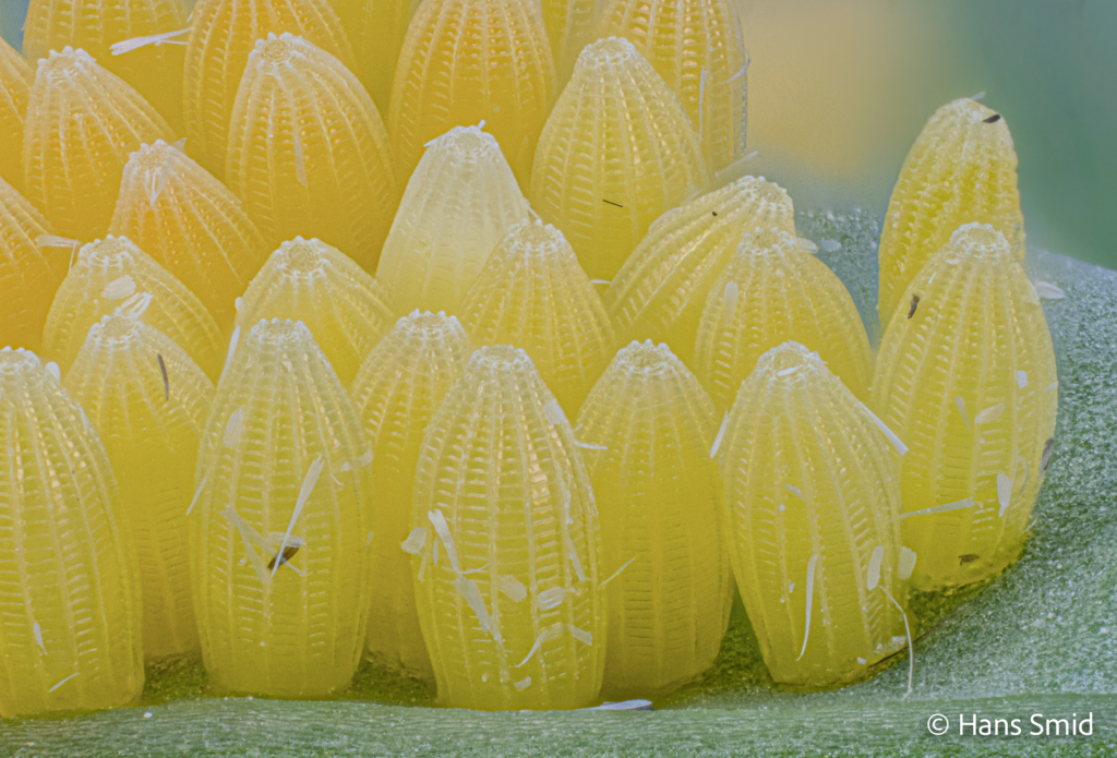 Pieris brassicae Large cabbage white butterfly eggs 009