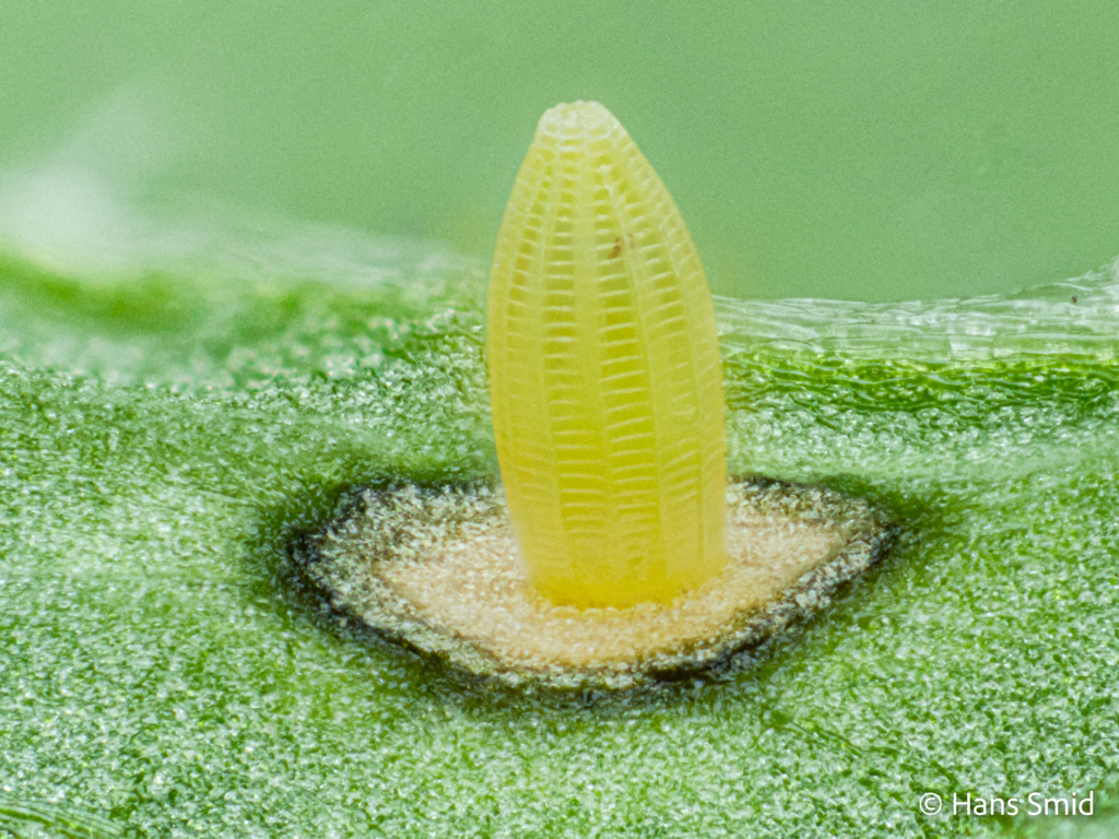 Pieris brassicae Large cabbage white butterfly eggs with hypersensitive response on brassica nigra 001