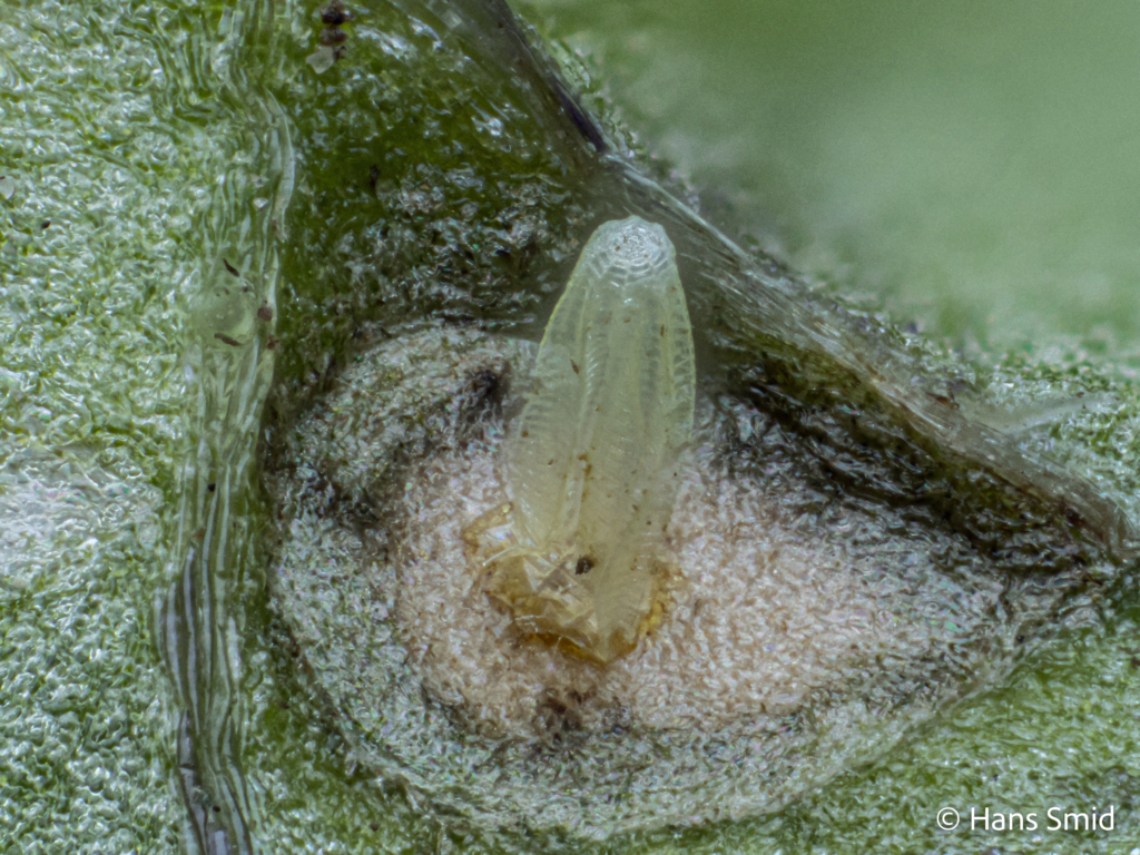 Pieris brassicae Large cabbage white butterfly eggs with hypersensitive response on brassica nigra 002