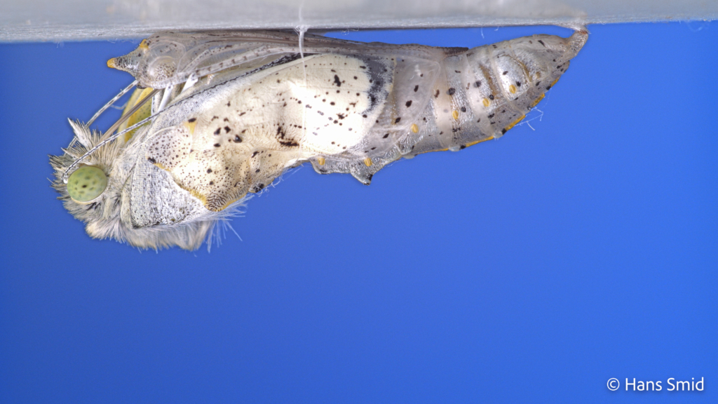 Pieris brassicae Large cabbage white butterfly emerging from pupa 001