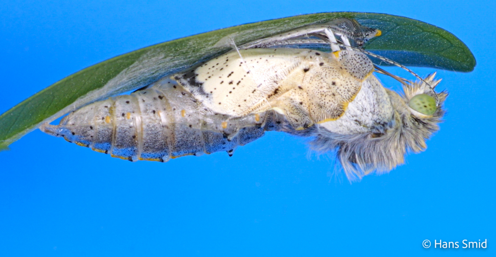 Pieris brassicae Large cabbage white butterfly emerging from pupa 002