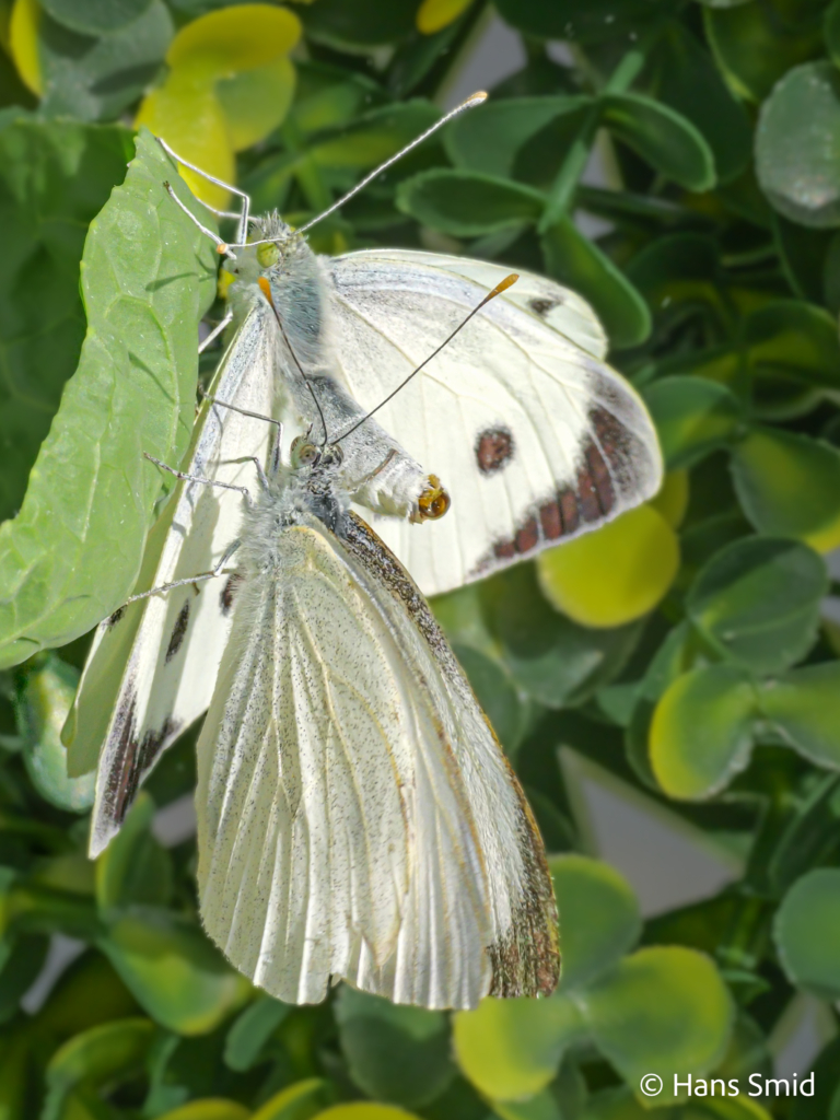 Pieris brassicae Large cabbage white butterfly grey mating refusal posture 001