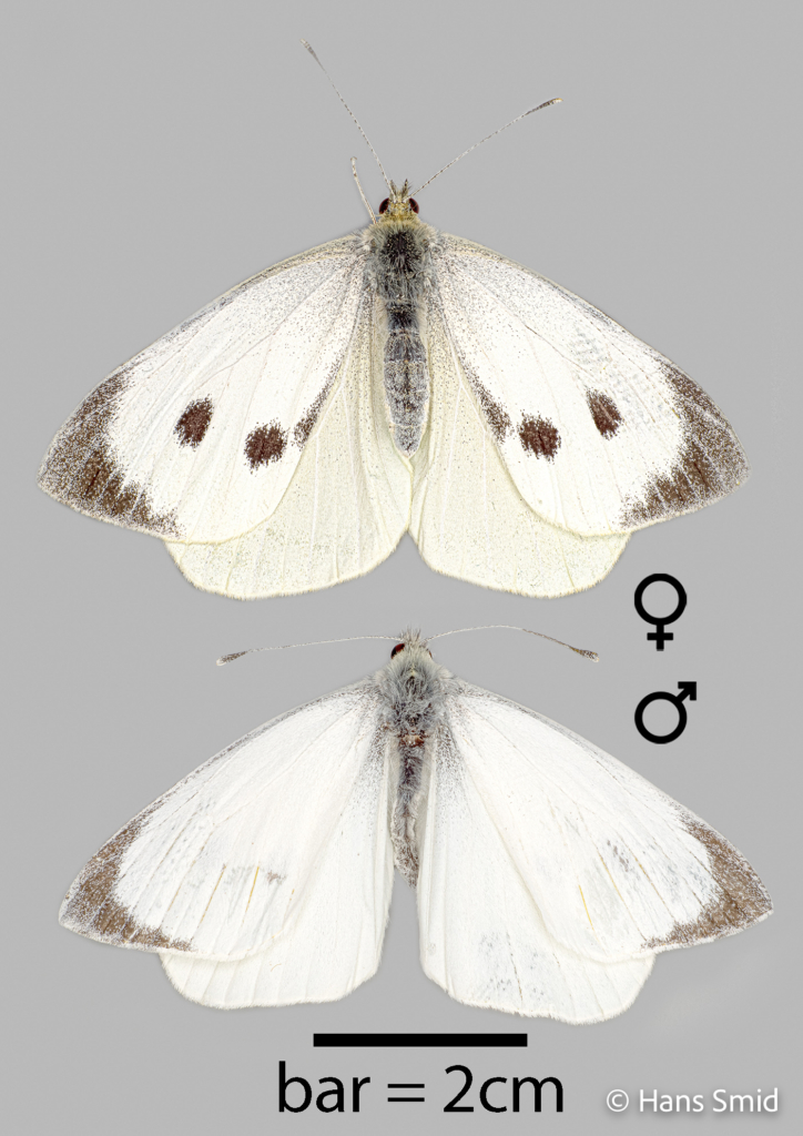 Pieris brassicae Large cabbage white butterfly male and female 002