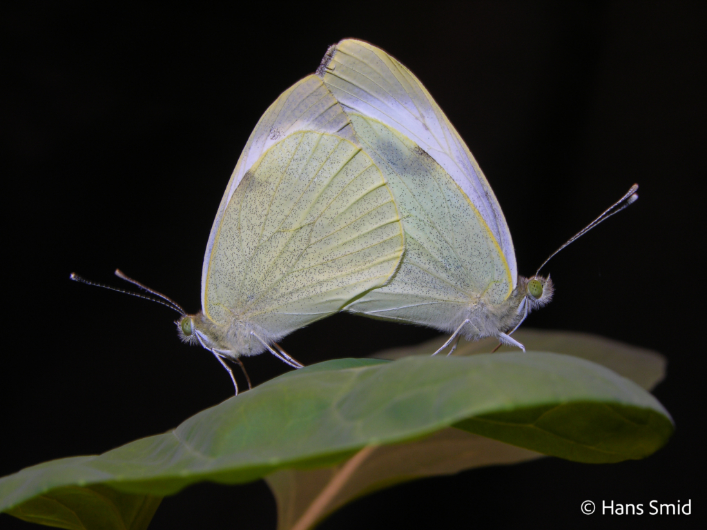 Pieris brassicae Large cabbage white butterfly mating couple male left female right 001