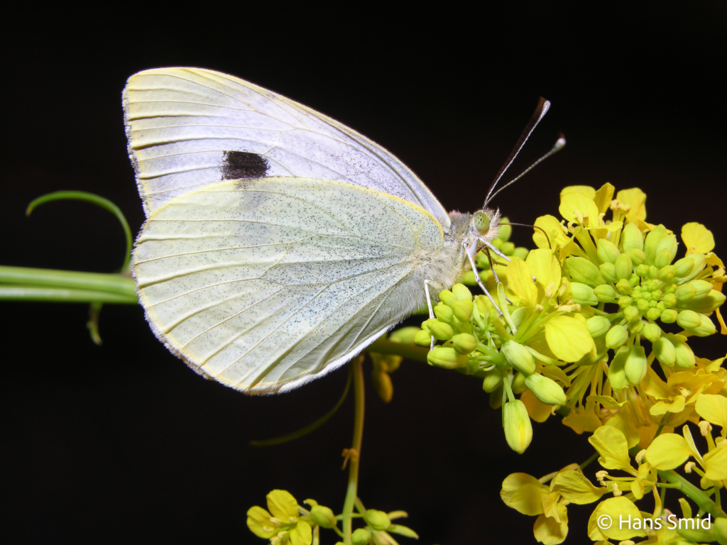 Pieris brassicae Large cabbage white butterfly on black mustard flowers 001