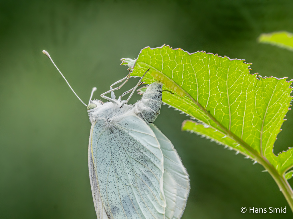 Pieris brassicae Large cabbage white butterfly ovipositing on black mustard 001
