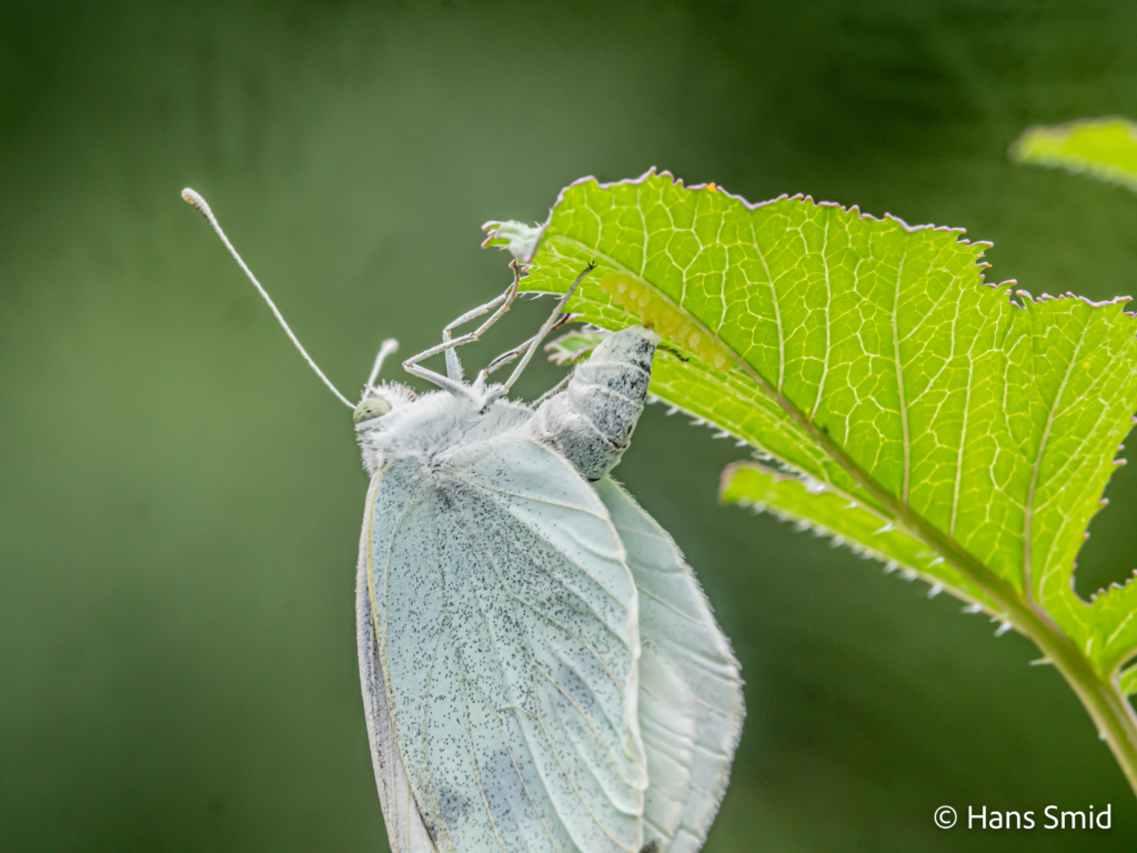 Pieris brassicae Large cabbage white butterfly ovipositing on black mustard 002