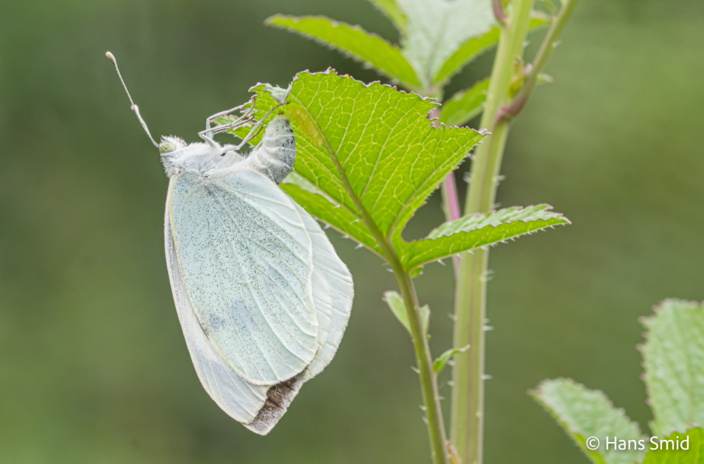 Pieris brassicae Large cabbage white butterfly ovipositing on black mustard 003