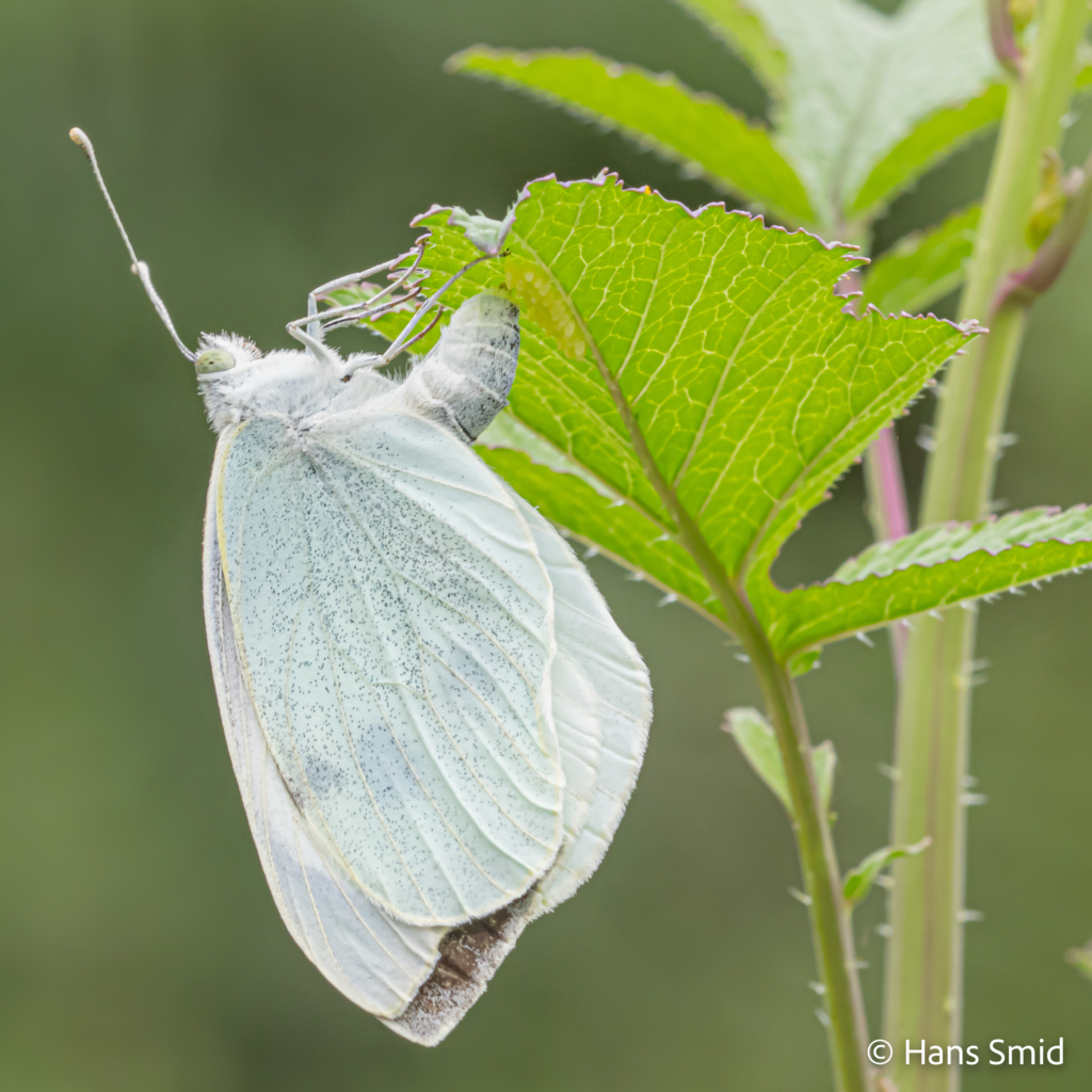 Pieris brassicae Large cabbage white butterfly ovipositing on black mustard 004