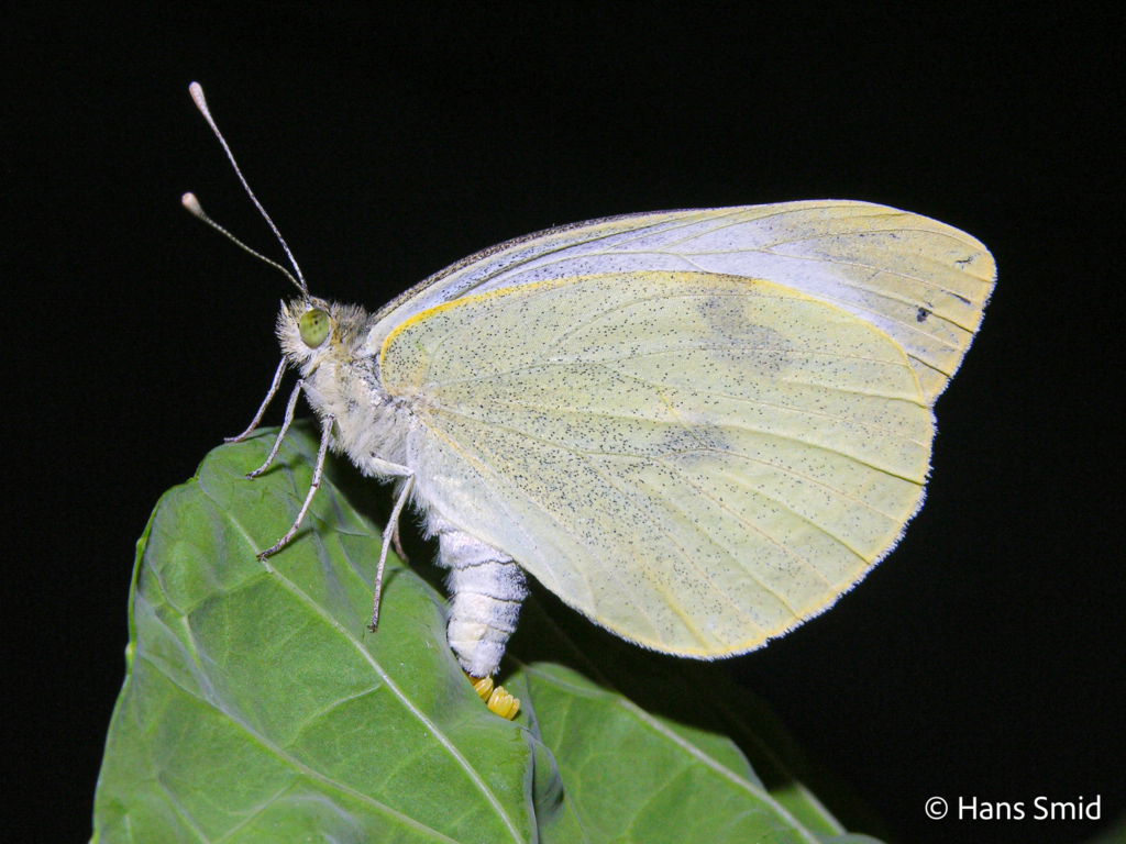 Pieris brassicae Large cabbage white butterfly ovipositing on cabbage leaf 001