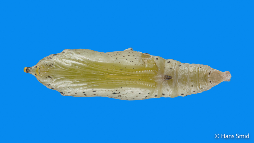Pieris brassicae Large cabbage white butterfly pupa blue background 001