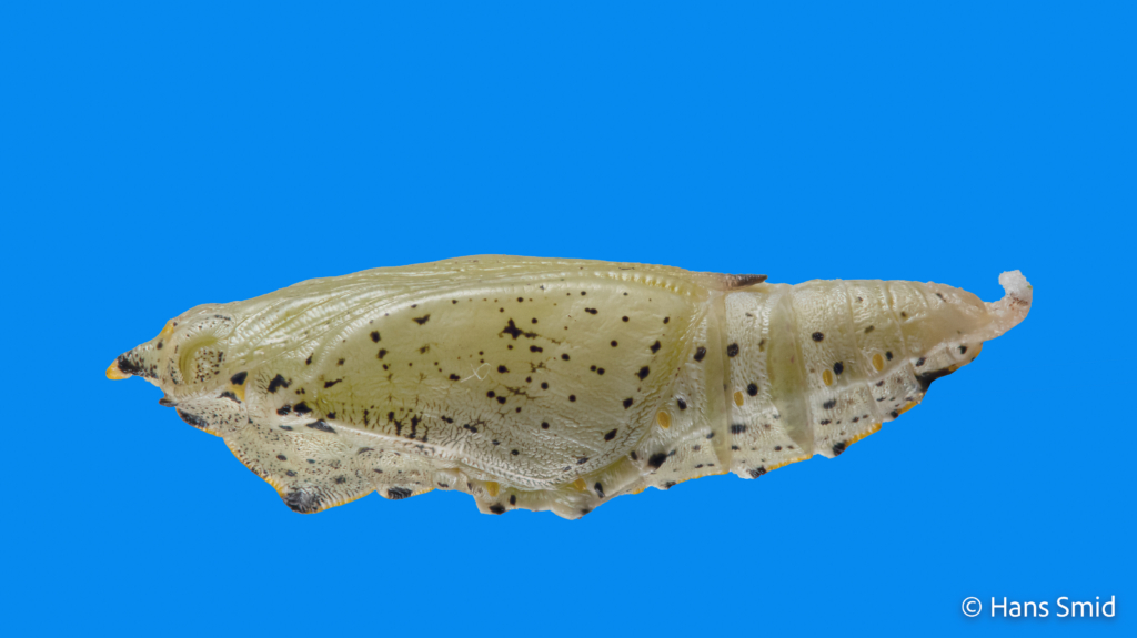 Pieris brassicae Large cabbage white butterfly pupa blue background 002